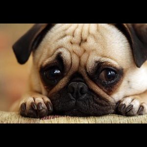 Meet your Posher, Kevin